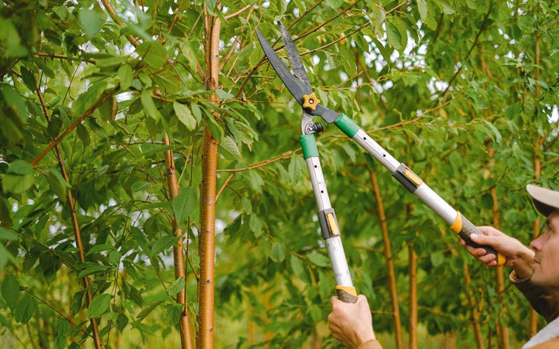 Tree trimming in Blockton, IA