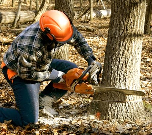 Tree Removal in Blockton, IA